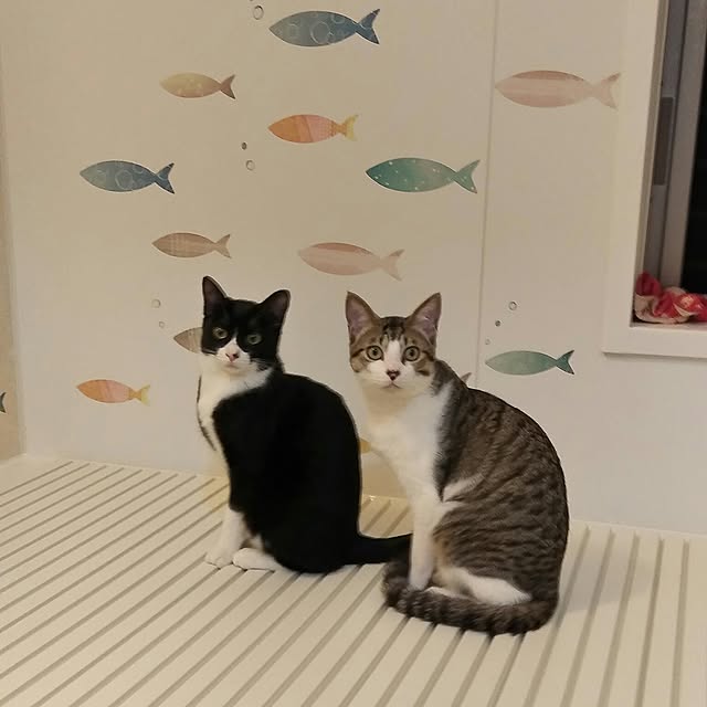 Gomaさんの実例写真