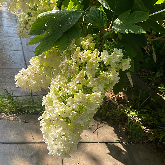 kuikoさんの部屋