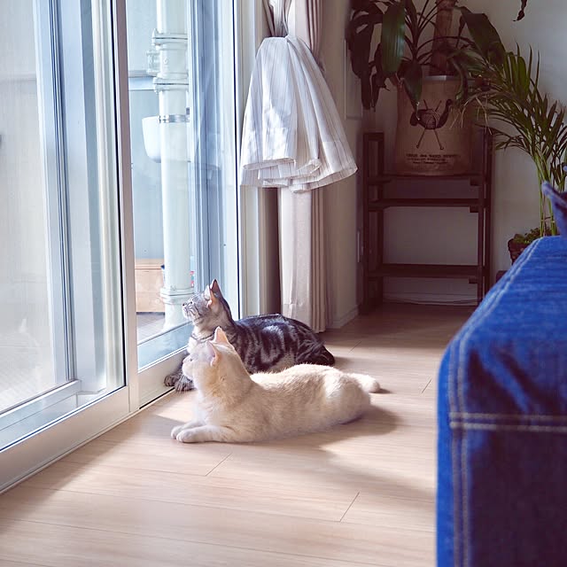 y.k.0123さんの実例写真