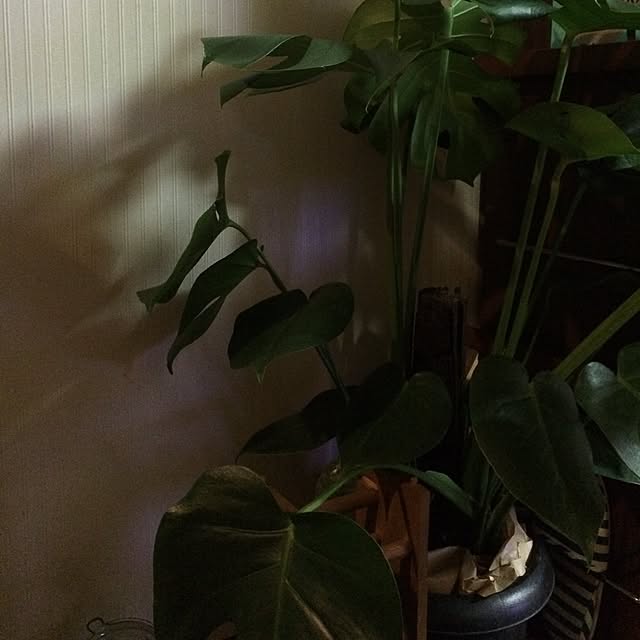 yoreさんの実例写真