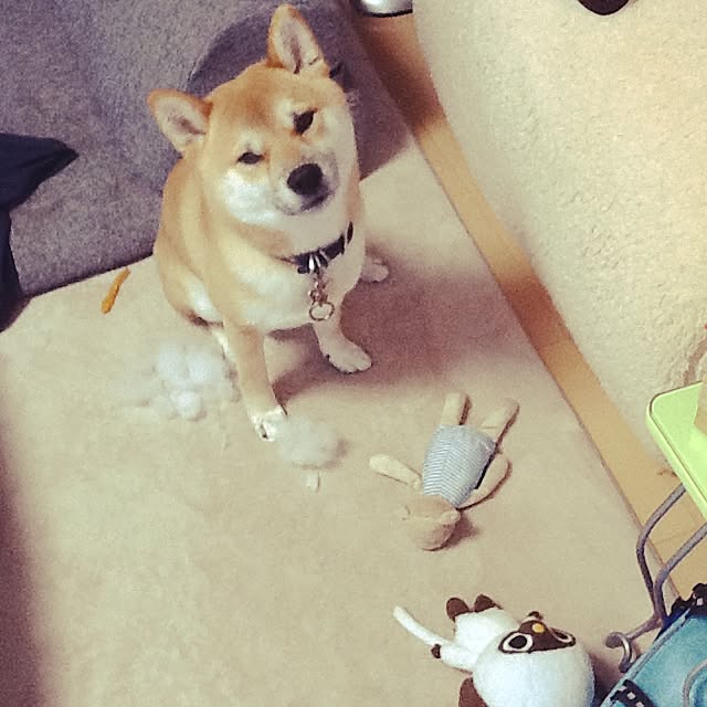 kotaさんの実例写真