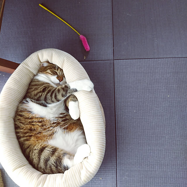 shiiiさんの実例写真