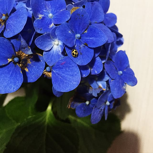 aninさんの実例写真