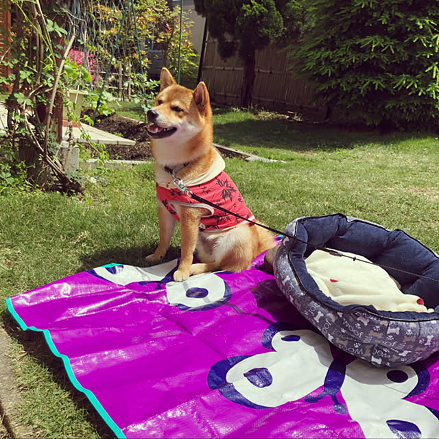 tanyuumoさんの実例写真