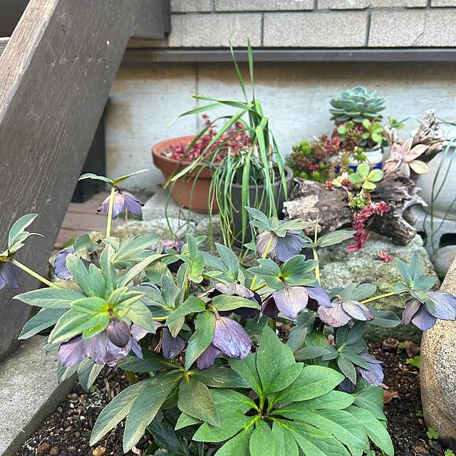 botanさんの部屋