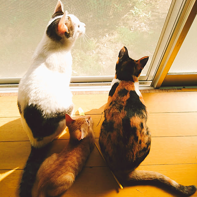 実例写真