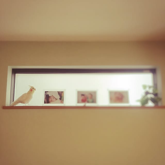 haniさんの実例写真