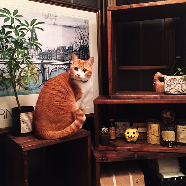 実例写真