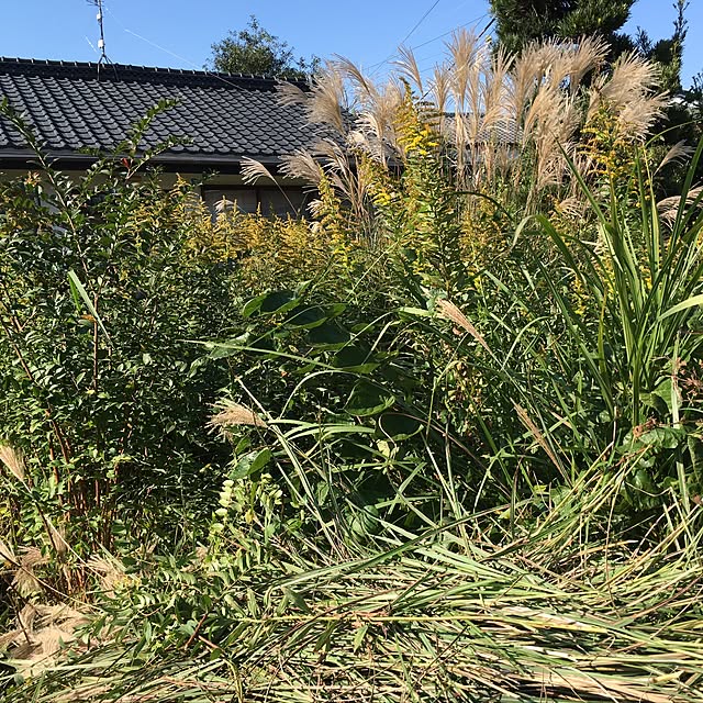 muwaさんの実例写真