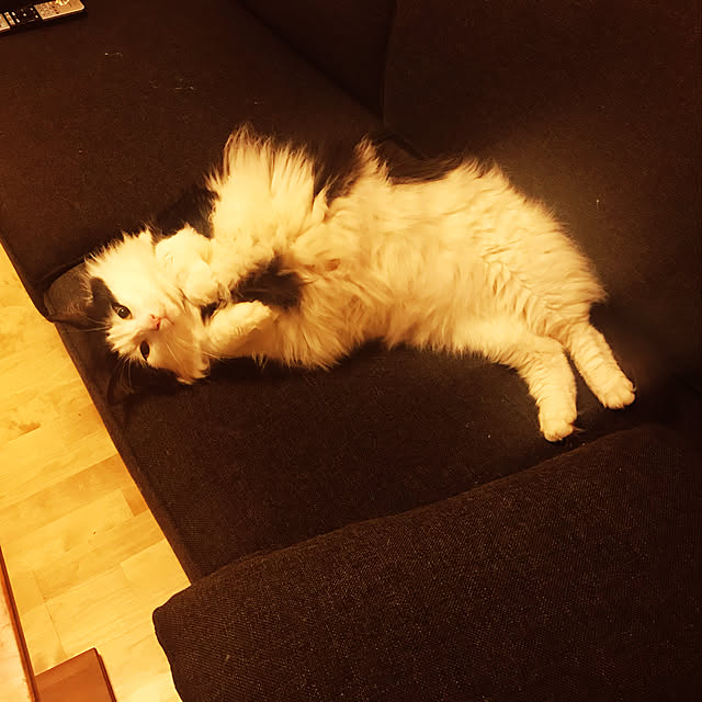pppppさんの実例写真