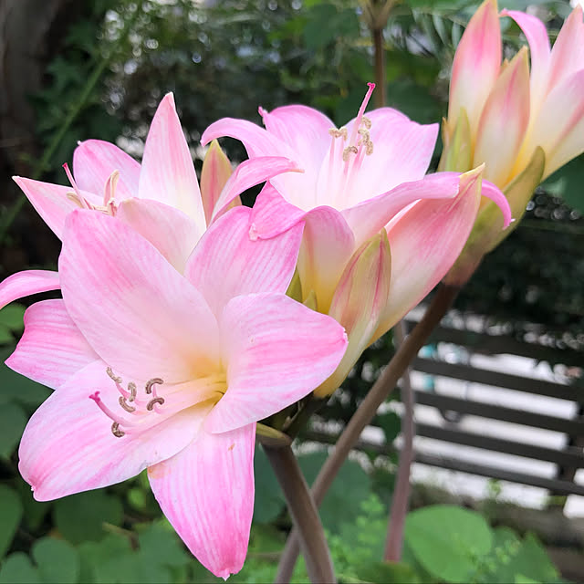blueさんの実例写真