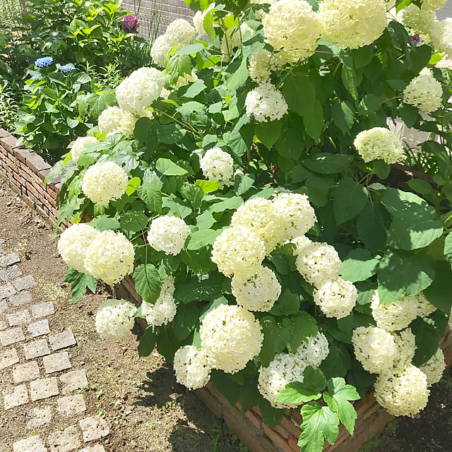 samanthakitchenさんの実例写真