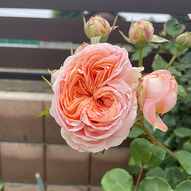 ronronさんの部屋