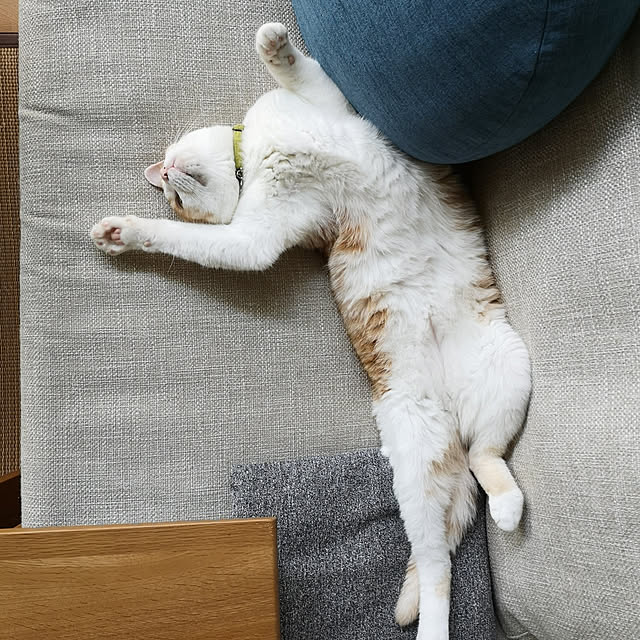 koyurizuさんの実例写真
