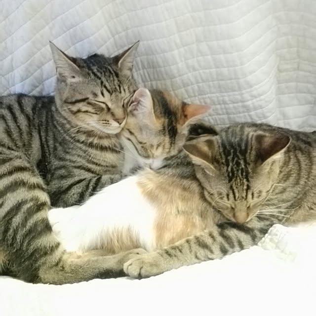 noraさんの実例写真