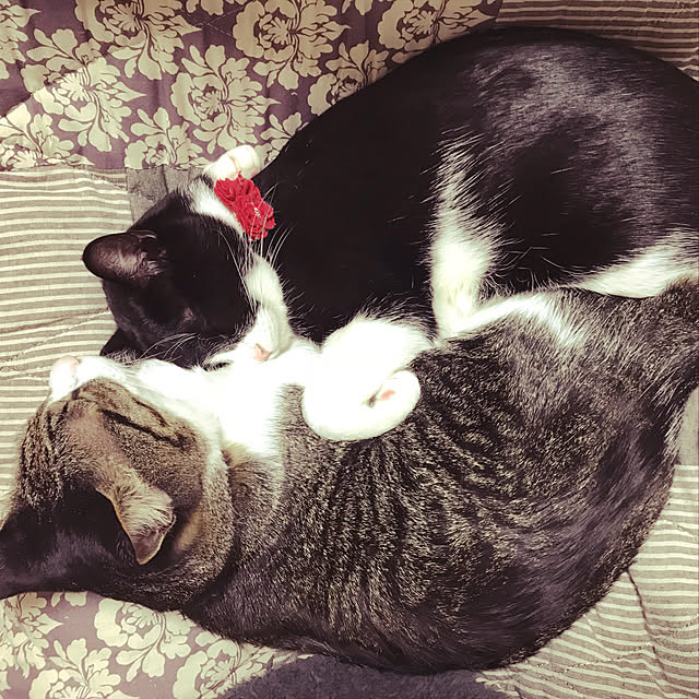 TAMAさんの実例写真