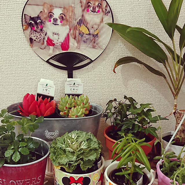 sueponさんの実例写真