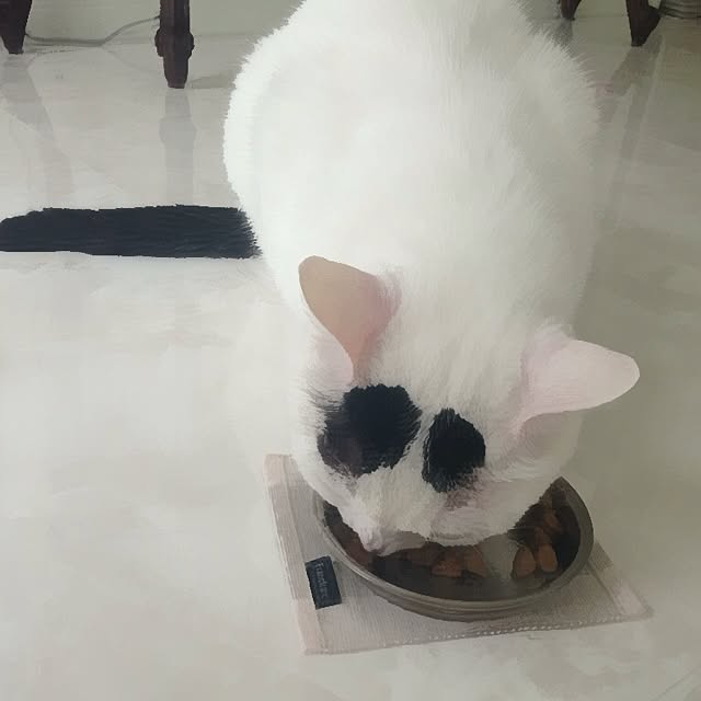 canaさんの実例写真