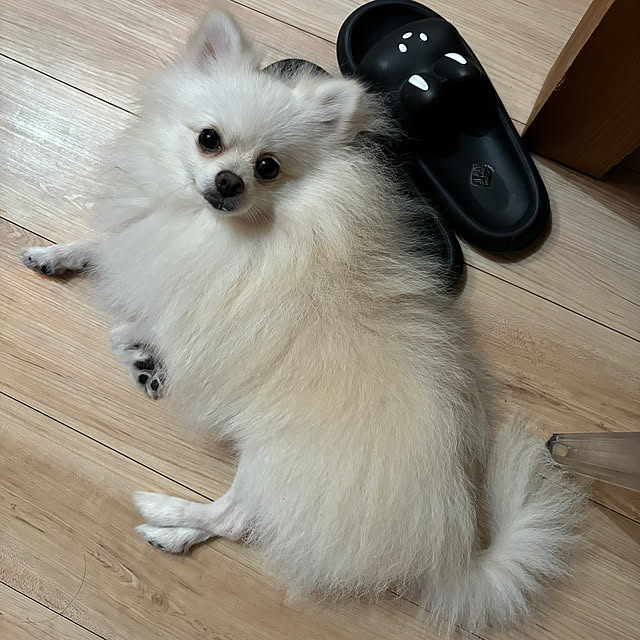 uninekoさんの実例写真