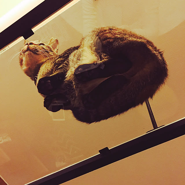 akkorosukeさんの実例写真