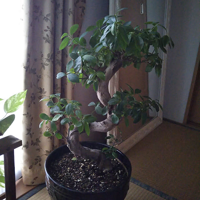 potosuさんの実例写真