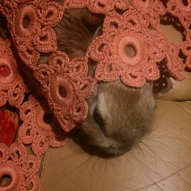 acaさんの実例写真