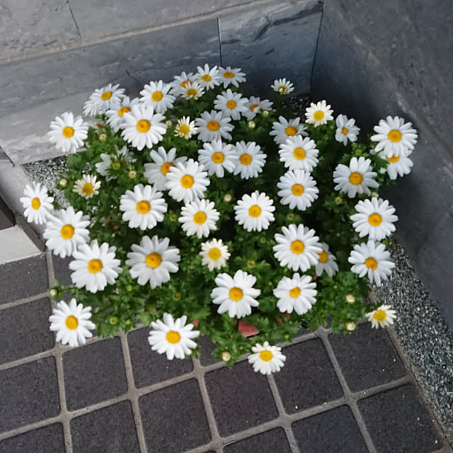 koupeimama.777さんの実例写真