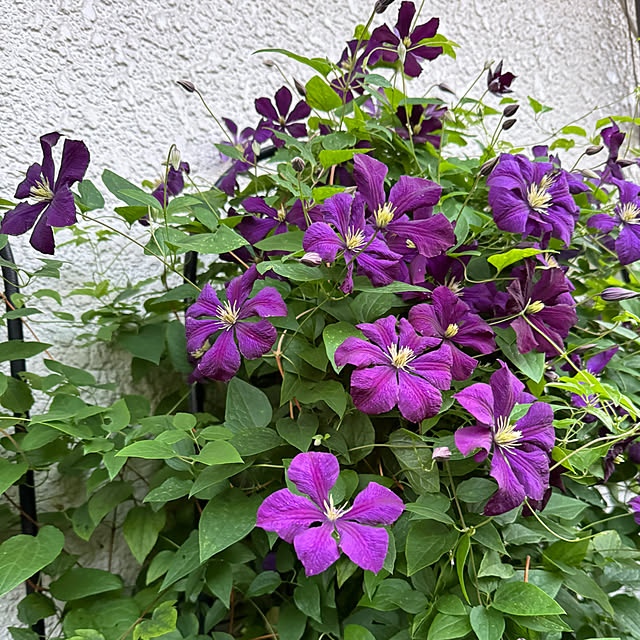 mamizaさんの部屋