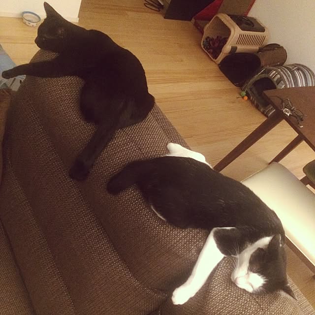 aruさんの実例写真