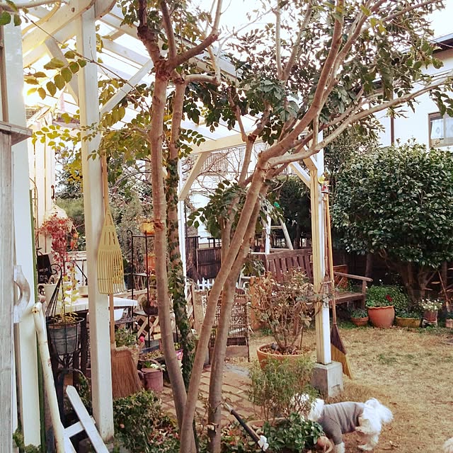 kohanaさんの実例写真