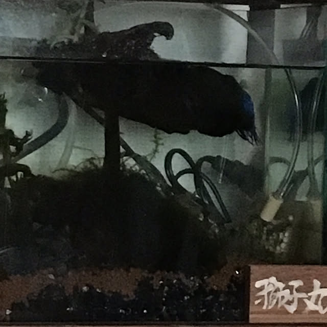 tetra163さんの実例写真