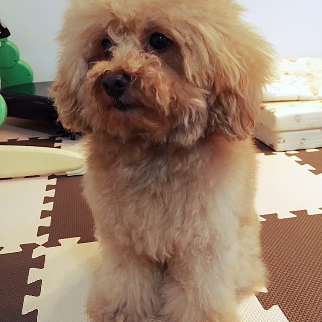 konopiさんの実例写真