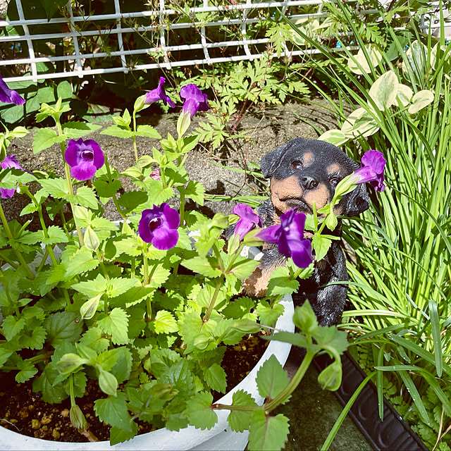 CoCo0617さんの実例写真