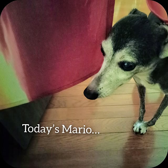 moruさんの部屋