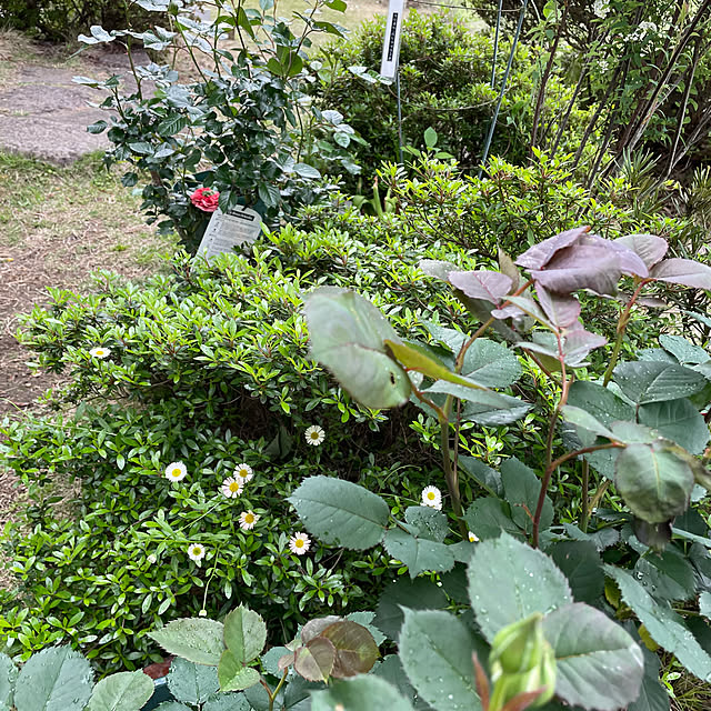 natsumiさんの部屋