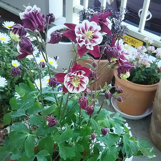 naopyiさんの実例写真