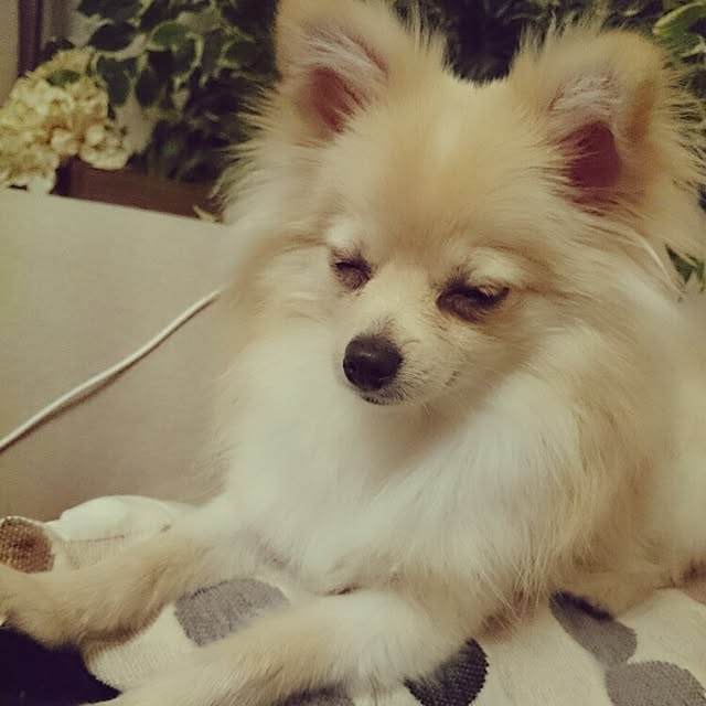 nicoco.さんの実例写真