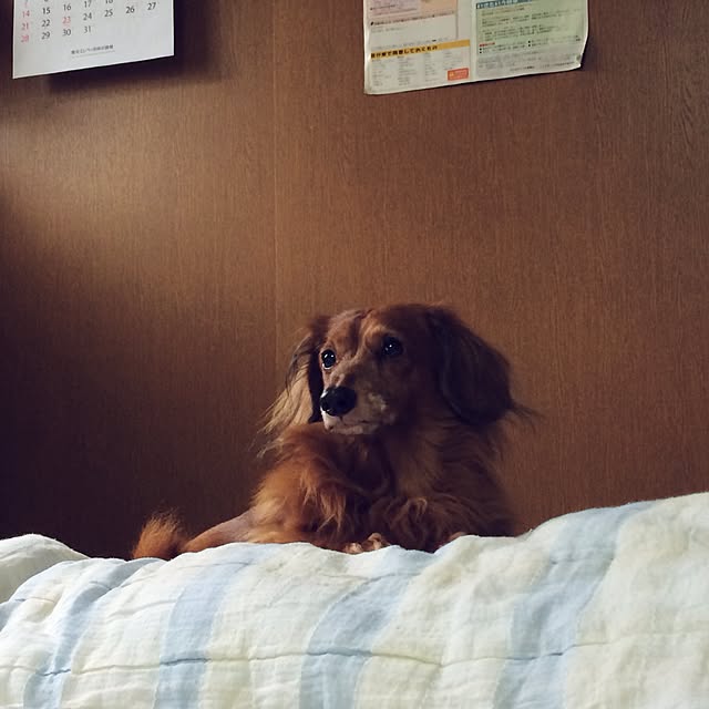 belleさんの実例写真