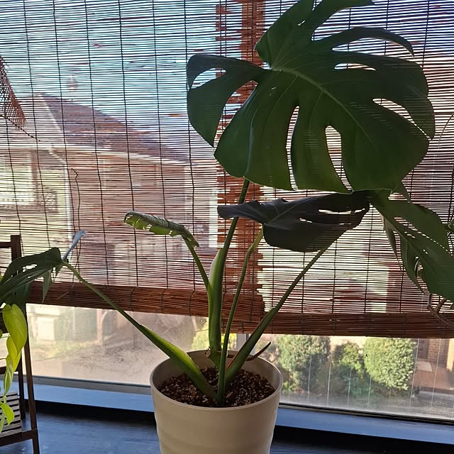 midoriさんの実例写真