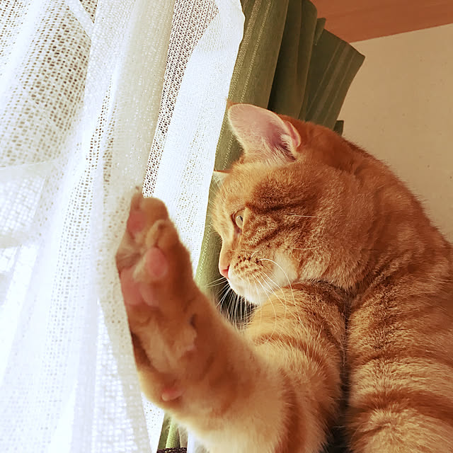 nekoさんの実例写真