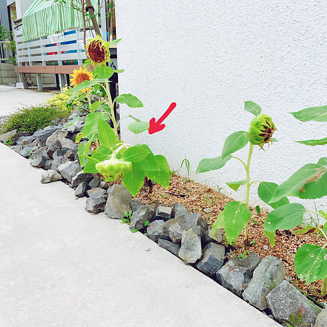 fumofumoさんの実例写真