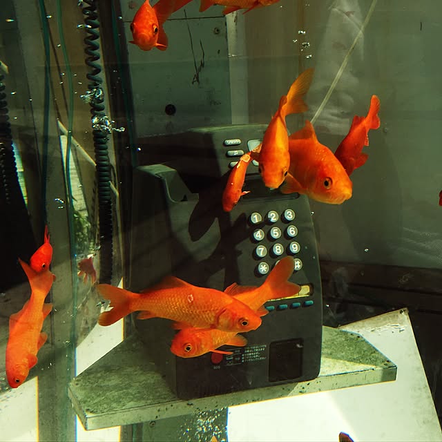 部屋全体/涼しい1枚/金魚が泳ぐ城下町/インテリアじゃなくてごめんなさいのインテリア実例 - 2016-07-05 08:16:39