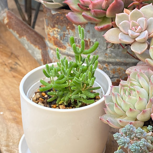 mintteaさんの部屋