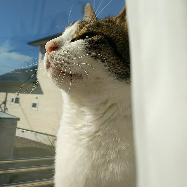 rinさんの実例写真