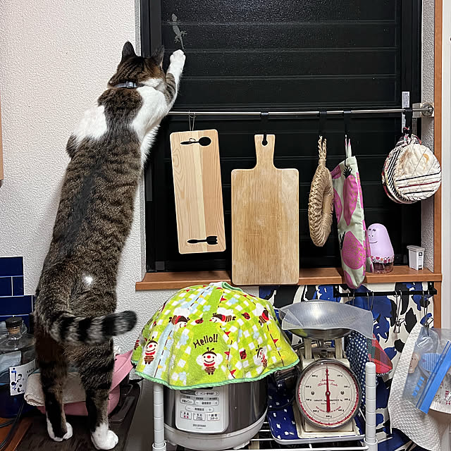 jijiさんの実例写真