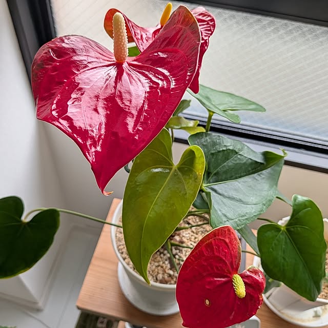 kolo92さんの部屋