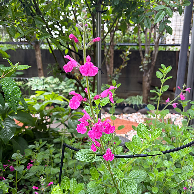 ronronさんの部屋
