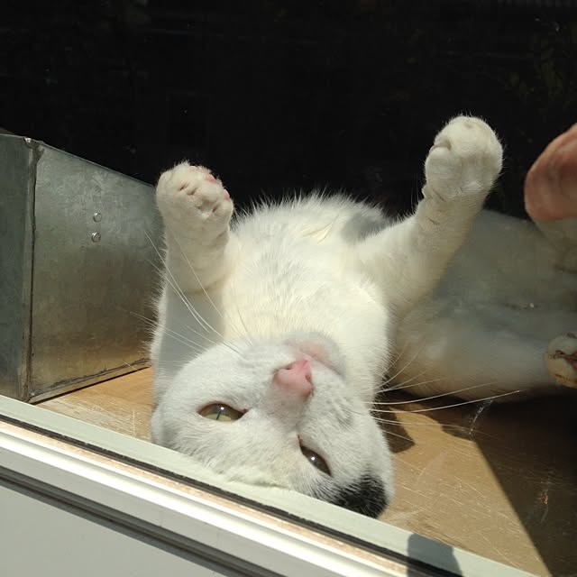 chiさんの実例写真