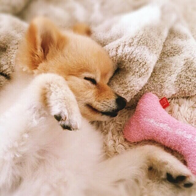 kinakoさんの実例写真