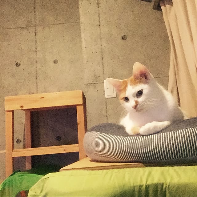 ziziguguさんの実例写真